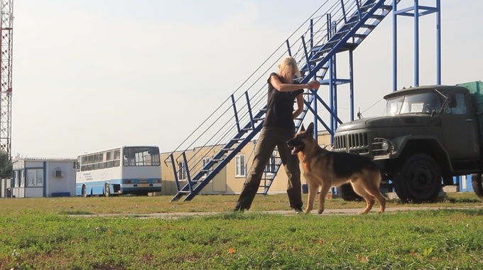 Чотирилапі сек'юріті: як працюють службові собаки на сторожі авіабезпеки Чотирилапі сек'юріті: як працюють службові собаки на сторожі авіабезпеки