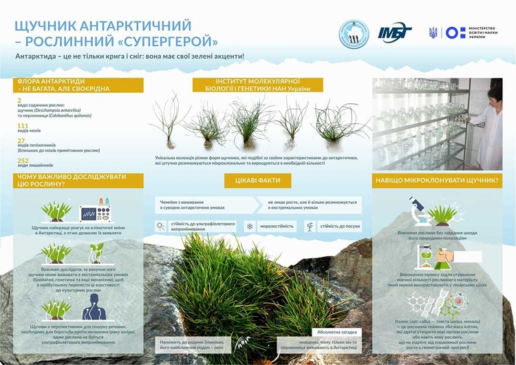 Рослинний «супергерой»: українські вчені винайшли рецепт лікування складних захворювань Рослинний «супергерой»: українські вчені винайшли рецепт лікування складних захворювань