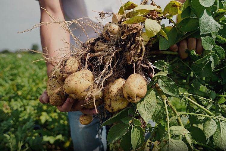 Відданість, традиції, інновації: фермери-партнери розповідають про співпрацю з Lay's Відданість, традиції, інновації: фермери-партнери розповідають про співпрацю з Lay's