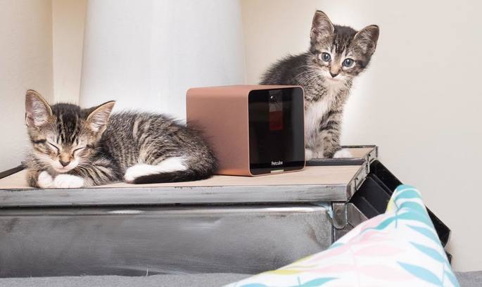 Petcube придбав канадський стартап віддаленого спостереження і годування домашніх тварин Petcube придбав канадський стартап віддаленого спостереження і годування домашніх тварин