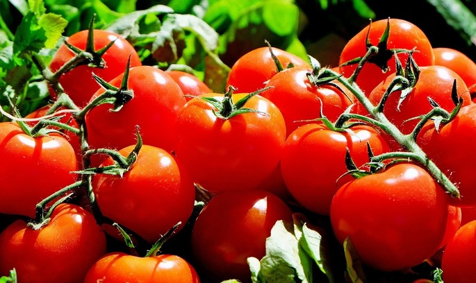 В Україні збудують один з найбільших в Європі заводів з переробки томатів