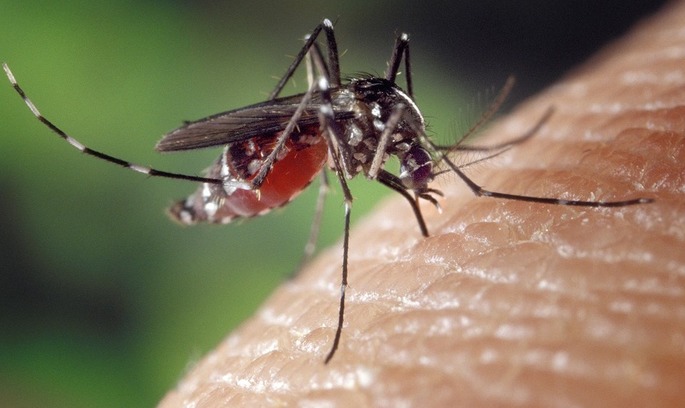 Комарі на сторожі боротьби із небезпечними вірусами