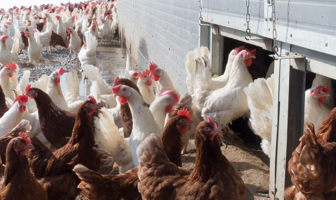 Знято заборону на ввезення української курятини в Йорданію