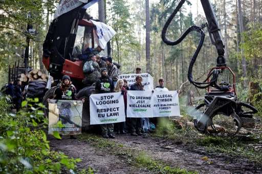 У Польщі активісти блокують техніку і дороги, протестуючи проти вирубки Біловезької пущі