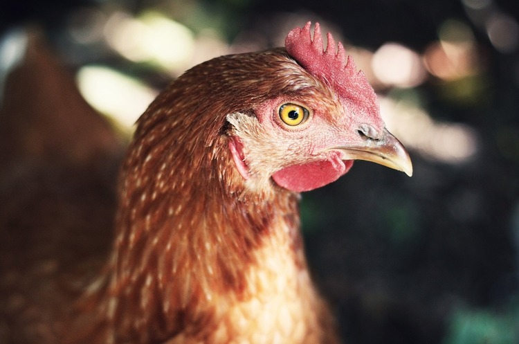 Найбільший британський виробник курятини постачав у супермаркети несвіже м'ясо