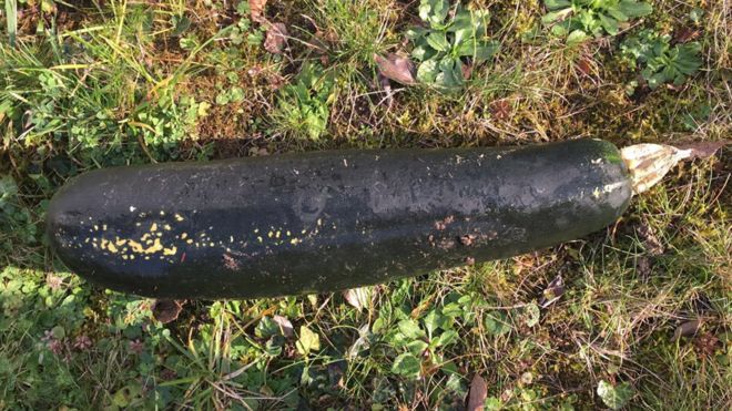 фото KARLSRUHE POLICE Жахливий кабачок: в Німеччині житель прийняв городній овоч за бомбу