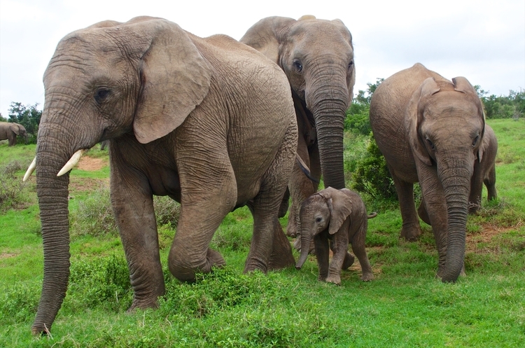 Трамп хоче зробити законним полювання на слонів в Африці