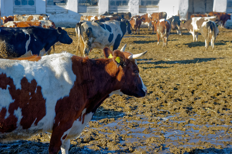 Рентабельність виробництва продукції тваринництва збільшилась на 7% Рентабельність виробництва продукції тваринництва збільшилась на 7%