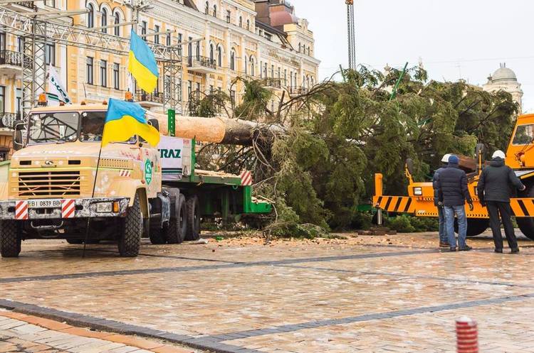 Головну ялинку країни вже встановлюють Головну ялинку країни вже встановлюють