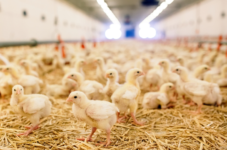 Гана зацікавлена в українській продукції птахівництва Гана зацікавлена в українській продукції птахівництва