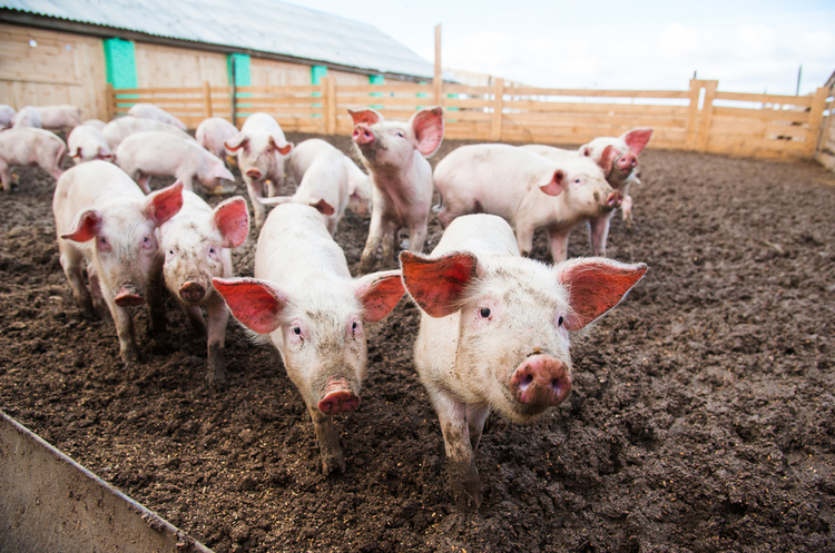 Євросоюз вимагає 1,4 млрд євро від Росії щороку через заборону на ввезення свинини