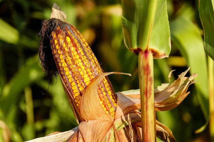 Китайці почали відмовлятися від американської кукурудзи на користь української - ЗМІ