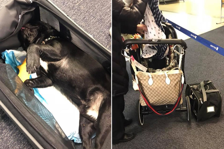 Знову United Airlines: на борту літака з вини стюардеси загинув собака Знову United Airlines: на борту літака з вини стюардеси загинув собака