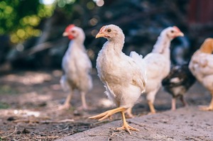 Справа «Агромарса»: чи відбудеться переділ ринку курятини