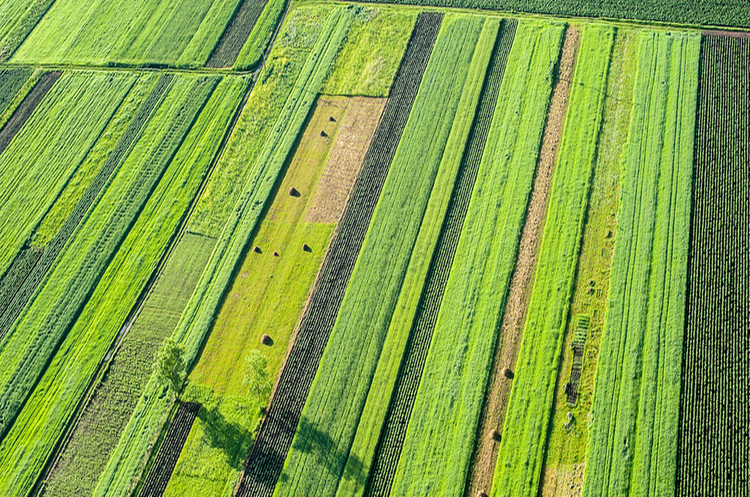 Фото Shutterstock Рада удосконалила правила фітосанітарного контролю