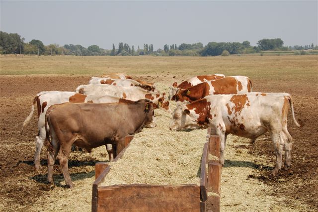 Німецька компанія Agrolife GmbH олігарха Кролевця купує «Київ-Атлантик Україна» Німецька компанія Agrolife GmbH олігарха Кролевця купує «Київ-Атлантик Україна»