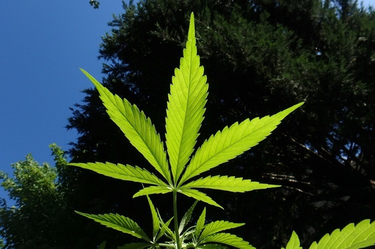 фото pixabay.com Вперше в історії виробник марихуани Tilray Inc. вийшов на біржу і залучив $153 млн