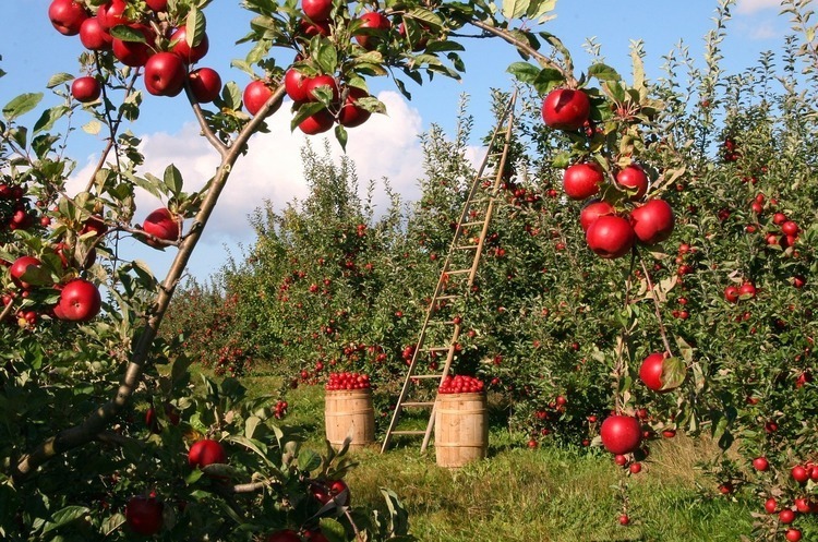 Фото: pixabay.com МЕРТ: Індія чекає на українські яблука