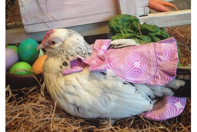 фото Instagram pamperedpoultry Нові домашні улюбленці – кури: у США розвивається незвичний бізнес