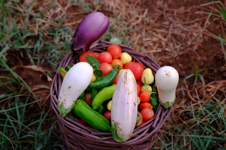 Мінагро запустить 3 реєстри для контролю за органічною продукцією Мінагро запустить 3 реєстри для контролю за органічною продукцією