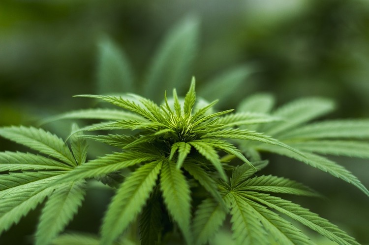 Канада легалізувала марихуану