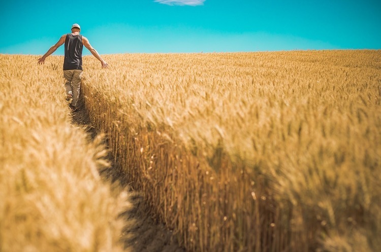 Фото: pixabay УКАБ та Громадська коаліція – проти продовження мораторію на землю