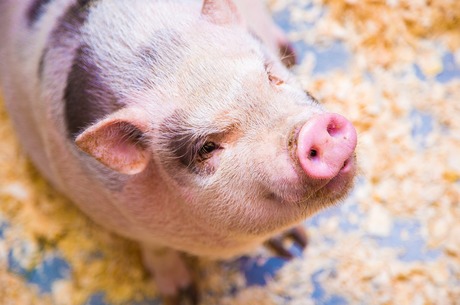 Чому Україна зазнає великих збитків від Африканської чуми свиней