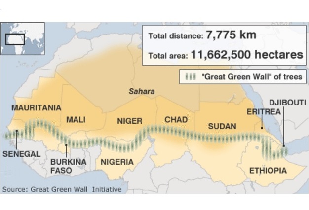 Стоп, Сахара: в Африці висадять стіну з дерев довжиною 8000 км, яка перетне 11 країн
