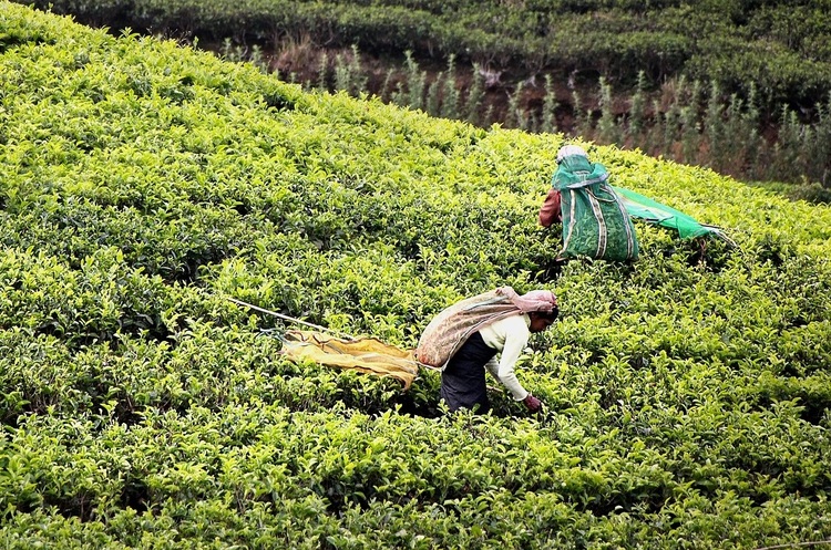 Через засуху поставки чорного чаю можуть суттєво впасти – Bloomberg