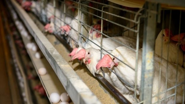Фото: УНІАН «Овостар» торік скоротив чистий прибуток на 23%