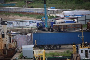 Поставки китів у Китай скасовано: російських белух і косаток випускають в море після скандалу