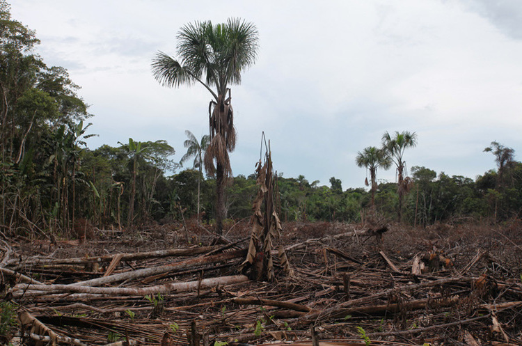 https://rainforests.mongabay.com Президент Болсонару заблокував допомогу Норвегії і Німеччини лісам Бразилії
