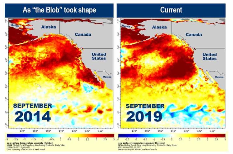 інфографіка NOAA Coral Reef Watch Температура води в Тихому океані піднялася до небезпечного рівня
