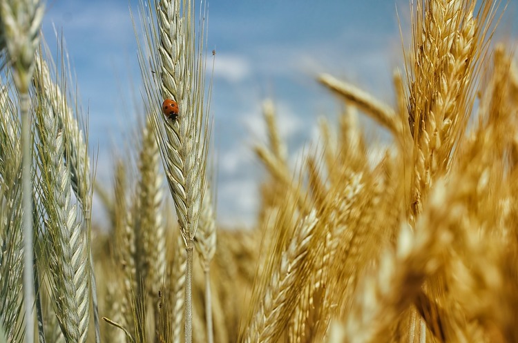 Асоціація трейдерів підвищила оцінку урожаю пшениці в Україні в 2019 році до 28,3 млн тонн