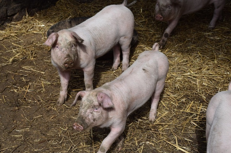 Через АЧС світове поголів’я свиней скоротилось на 17%