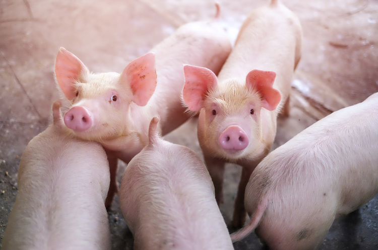 Свиняче м'ясо дорожчає в усьому світі через спалах африканської чуми свиней