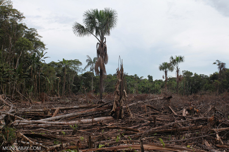 mongabay.com Вирубування лісів у 6 разів гірше для екології, ніж вважалося раніше – дослідження
