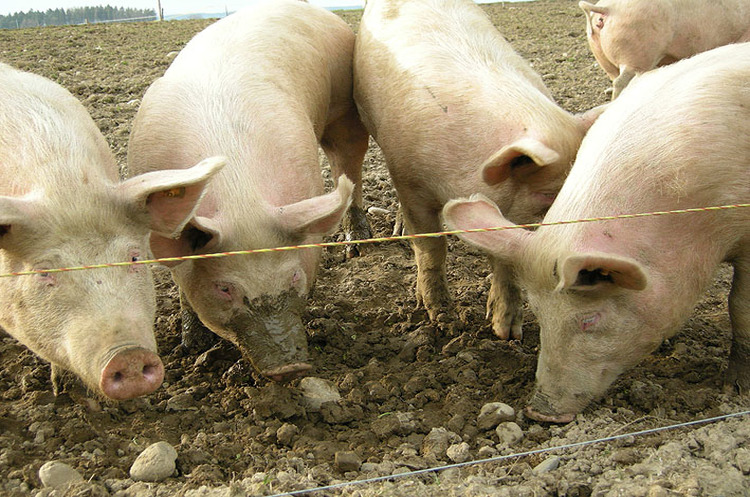 Чверть світової популяції свиней загине через АЧС – Міжнародне епізоотичне бюро