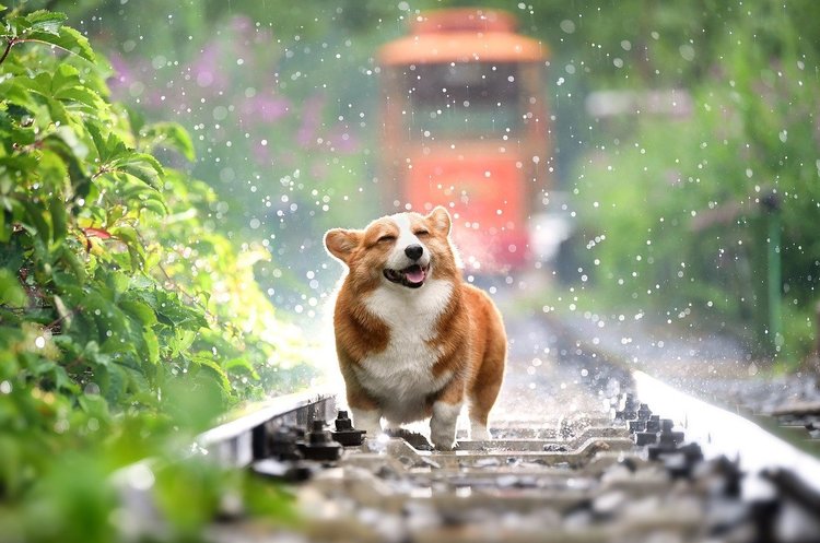 Український стартап для власників домашніх тварин Animal ID залучив $500 000 Український стартап для власників домашніх тварин Animal ID залучив $500 000