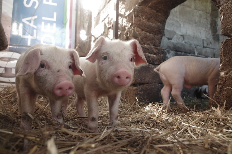 Нідерландський стартап Meatable займається розробкою свинини із пробірки Нідерландський стартап Meatable займається розробкою свинини із пробірки