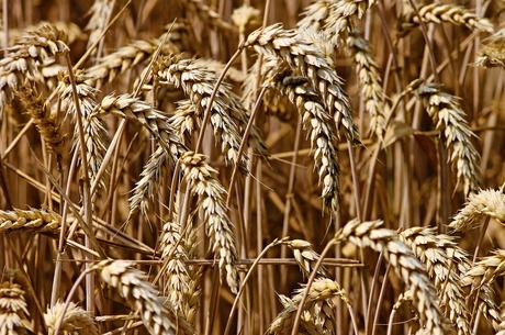 Бангладеш розглядає українську пшеницю в якості альтернативи російській