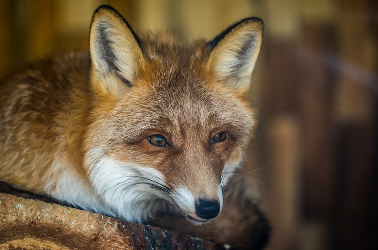 В Україні зросла популяція лисиць, є загроза поширення сказу
