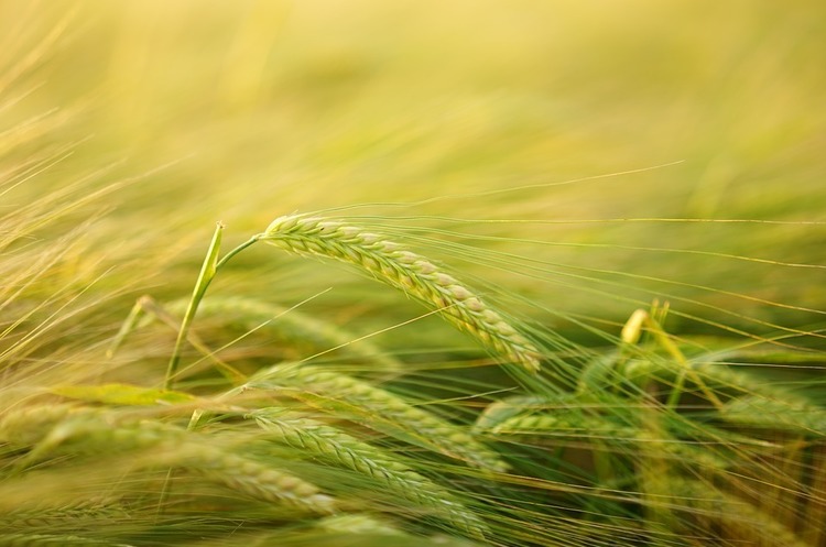 Україна експортувала продуктів АПК на рекордні майже $22,5 млрд в 2019 році Україна експортувала продуктів АПК на рекордні майже $22,5 млрд в 2019 році
