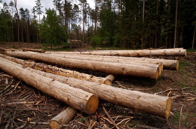Держлісагентство заборонить продаж деревини без електронного обліку з квітня Держлісагентство заборонить продаж деревини без електронного обліку з квітня