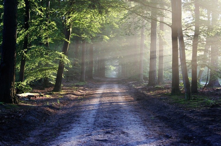 фото pixabay.com Польща закрила всі ліси й національні парки від людей