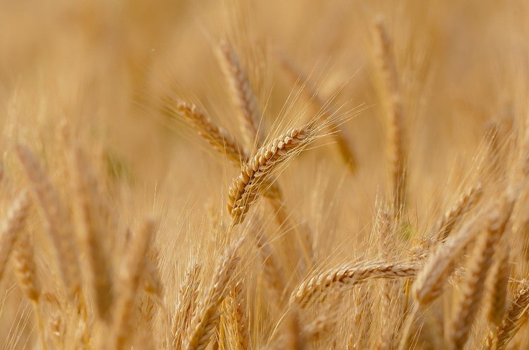 Україна готова заборонити експорт пшениці, якщо продажі перевищать ліміт – Reuters