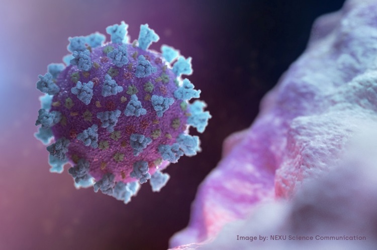 фото NEXU Science Communication ВООЗ не знайшла доказів вироблення імунітету у людей, які перехворіли на коронавірус