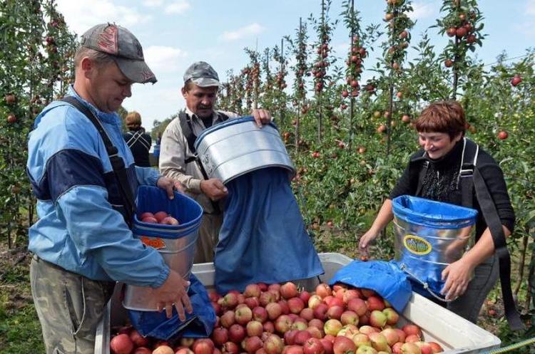 Поляки не можуть замінити українських працівників – голова Асоціації переробників фруктів та овочів Поляки не можуть замінити українських працівників – голова Асоціації переробників фруктів та овочів