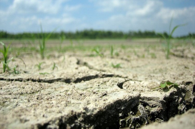 Посуха у Бессарабії підштовхує уряд до удосконалення системи агрострахування