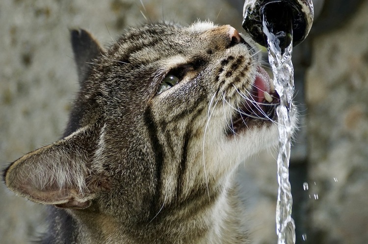 Nestle придумала корм для котів, який пом’якшить алергію на шерсть